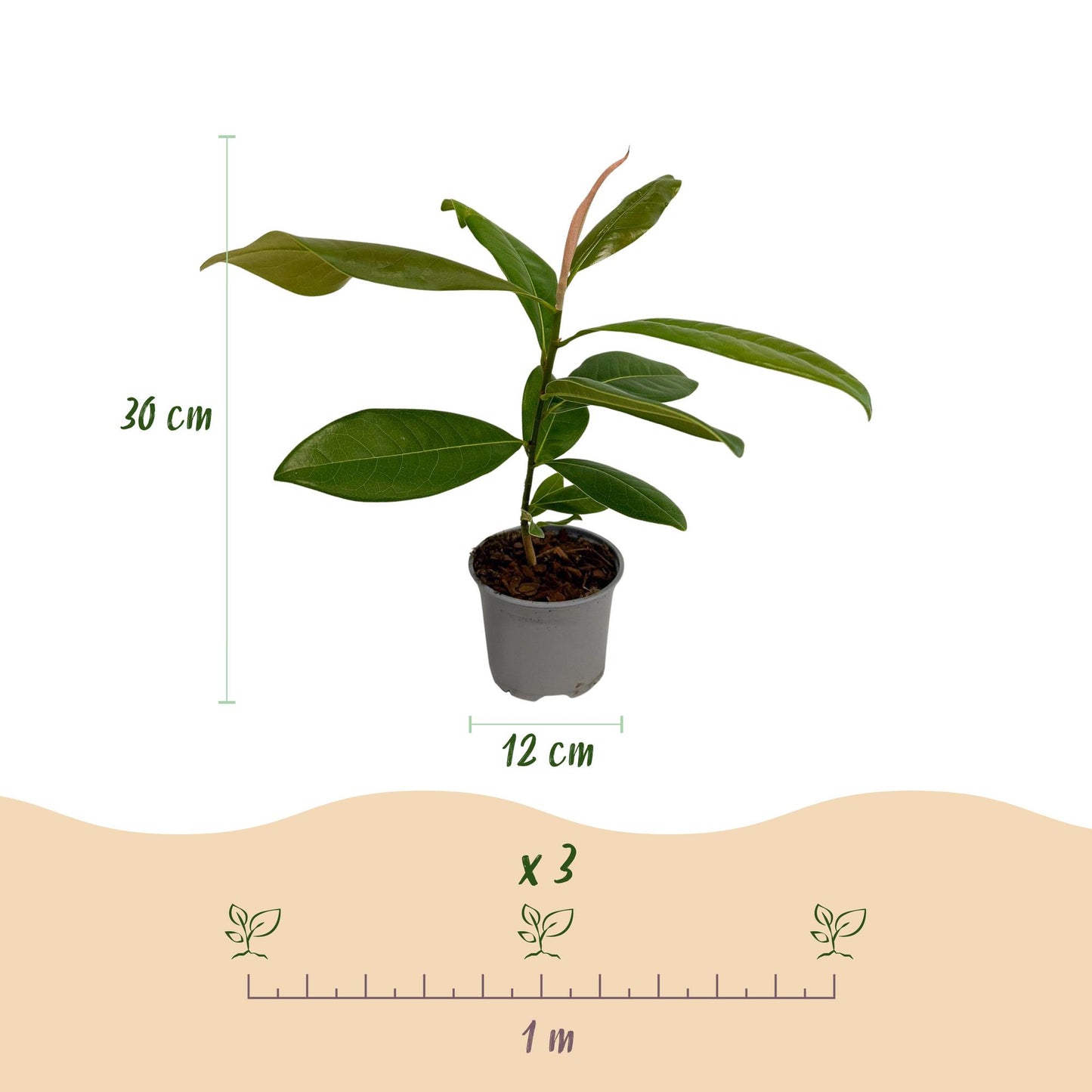 Magnolia grandiflora - bladhoudende Magnolia - hoogte 30cm