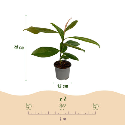 Magnolia grandiflora - bladhoudende Magnolia - hoogte 30cm