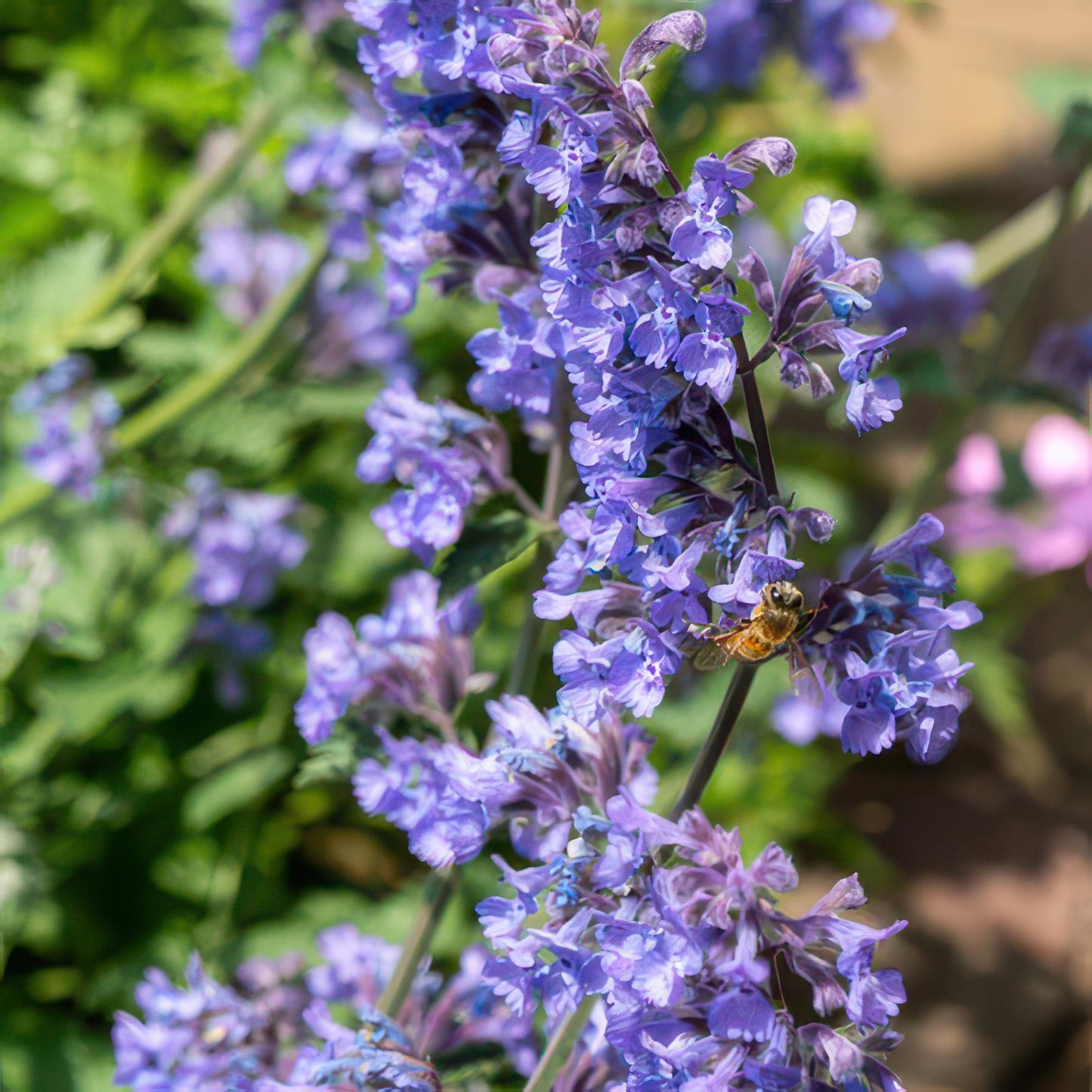 Nepeta 'Six Hills Giant' - Kattenkruid