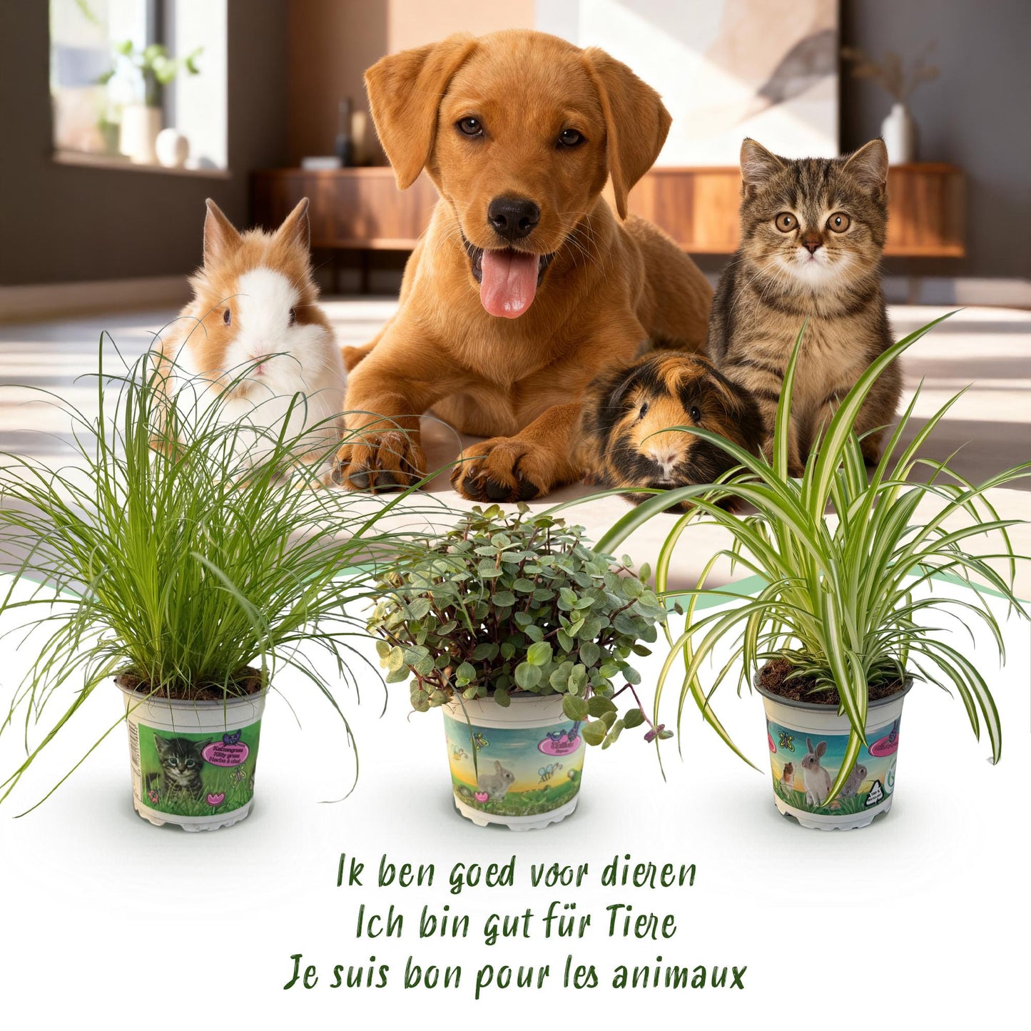 Green boutiQ - Kamerplant - Cyperus - Calissia - Chlorophytum - Mix van 3 - Huisdiervriendelijke Planten - Groen - 3 Planten - met Mand - Pot 12cm - Hoogte 20cm