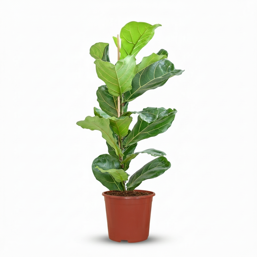 Ficus Lyrata - Vioolbladplant - pot 21cm - hoogte 75 - 85cm