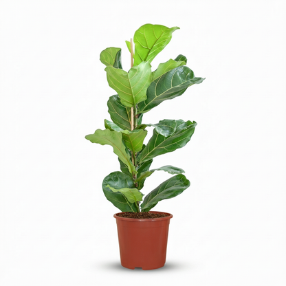 Ficus Lyrata - Vioolbladplant - pot 21cm - hoogte 75 - 85cm
