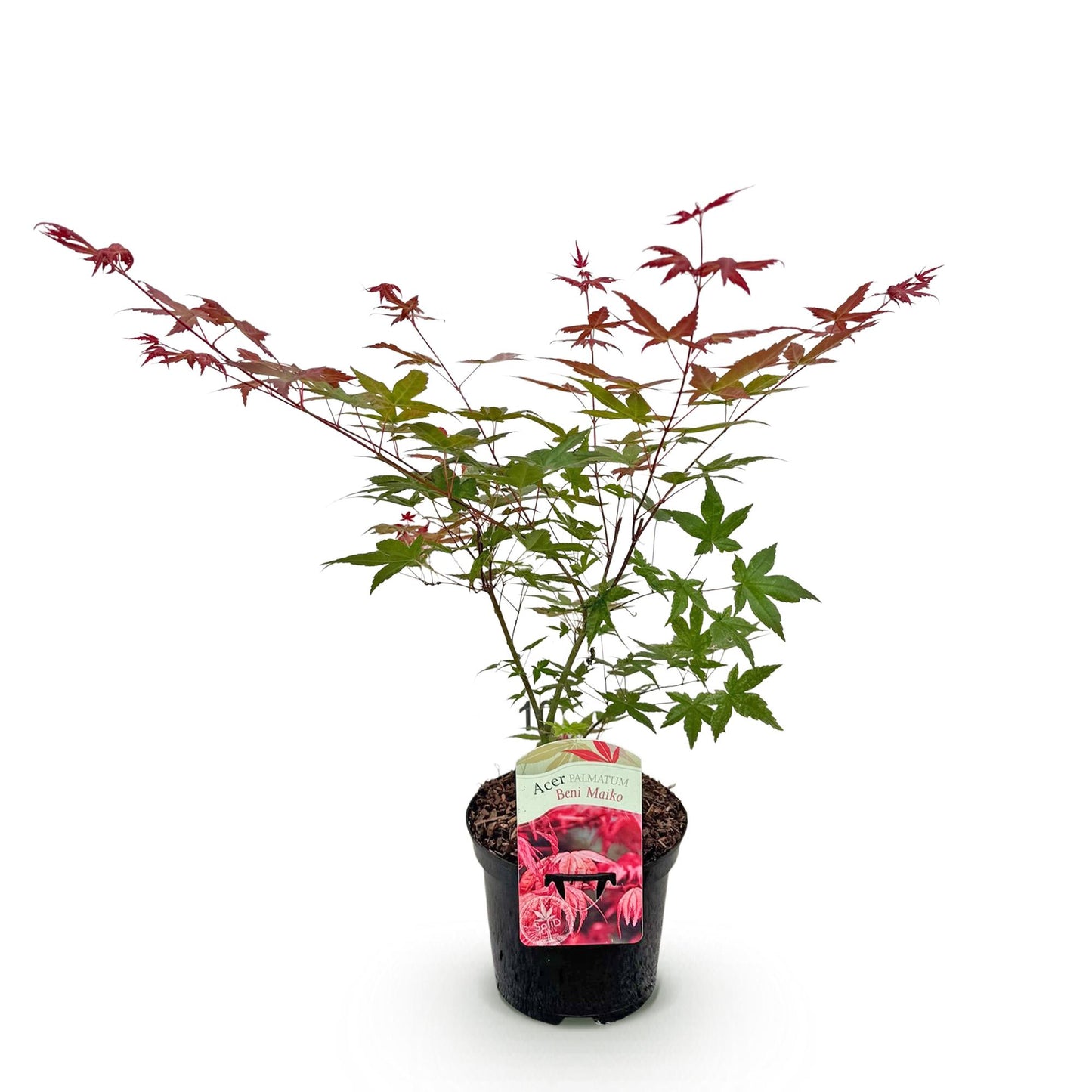 Acer palmatum 'Beni Maiko' - Japanse Esdoorn - hoogte 70cm
