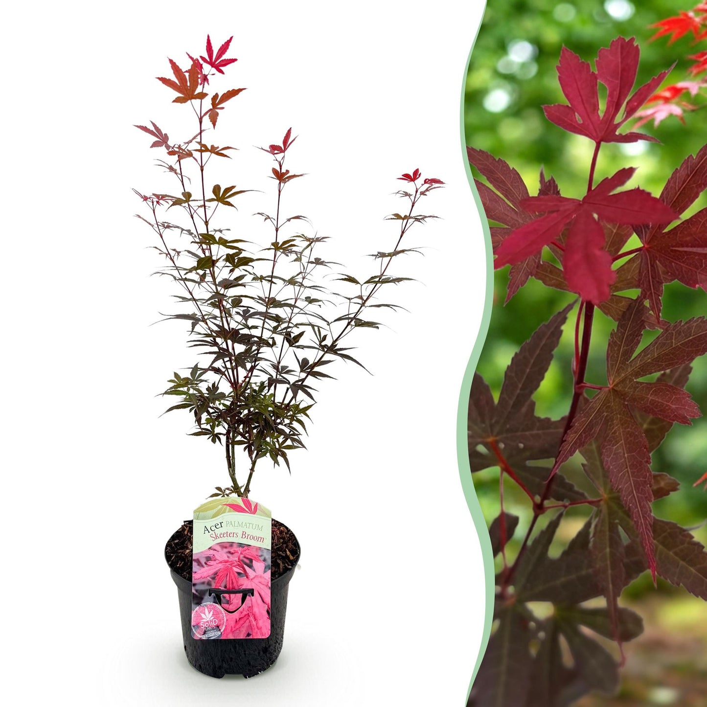Acer palmatum 'Skeetsers Broom' - Japanse Esdoorn - hoogte 70cm