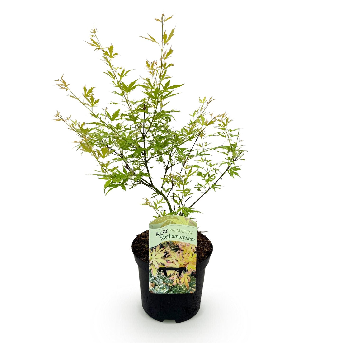 Acer palmatum 'Methamorphosa' - Japanse Esdoorn - hoogte 70cm