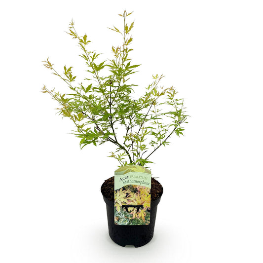 Acer palmatum 'Methamorphosa' - Japanse Esdoorn - hoogte 70cm
