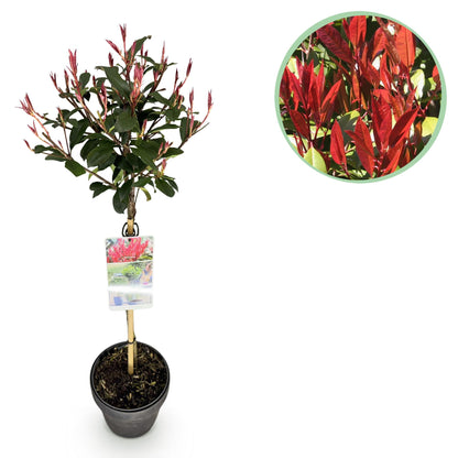 Photinia fraseri 'Carre Rouge' op stam - Glansmispel - hoogte 90cm
