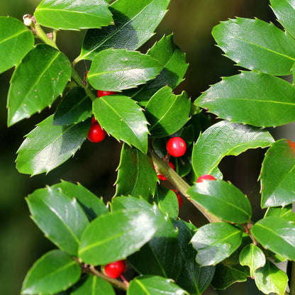 Ilex mes. 'Blue Maid' - blauwe Hulst - hoogte 25-30cm
