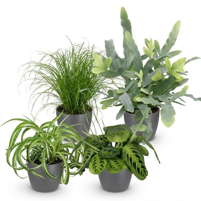 Green boutiQ - Kamerplant - Chlorophytum - Cyperus - Phlebodium - Marantha - Mix van 4 - Huisdiervriendelijke Planten - Groen - 4 Planten - met Potter Grijs - Pot 12cm - Hoogte 25cm