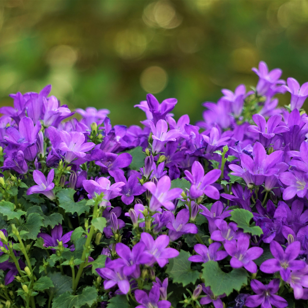 Campanula portenschlagiana - Klokjesbloem