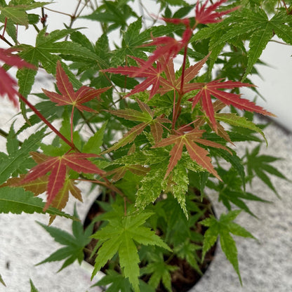 Acer palmatum 'Phoenix' - Roze - 1 Plant - Japanse Esdoorn - hoogte 35cm