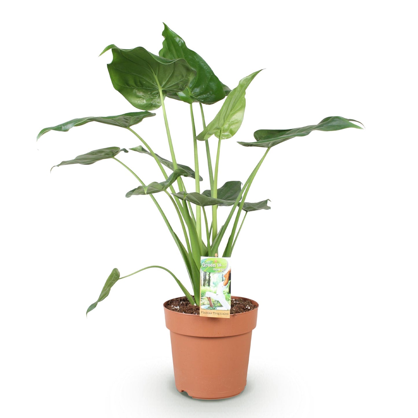 Alocasia Cucullata - Boeddha,s hand - pot 21cm - hoogte 65-70cm