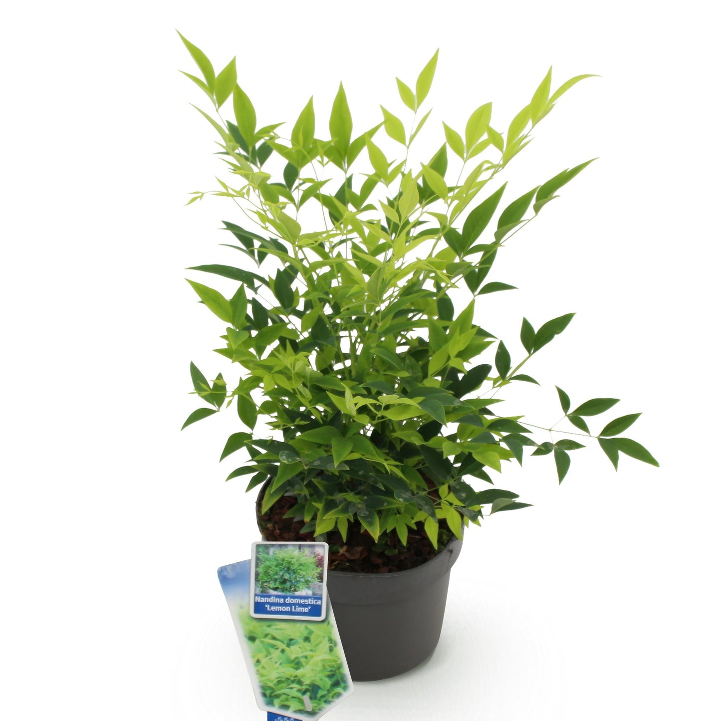 Nandina 'Lemon & Lime' - Schijnbamboe - hoogte 45cm