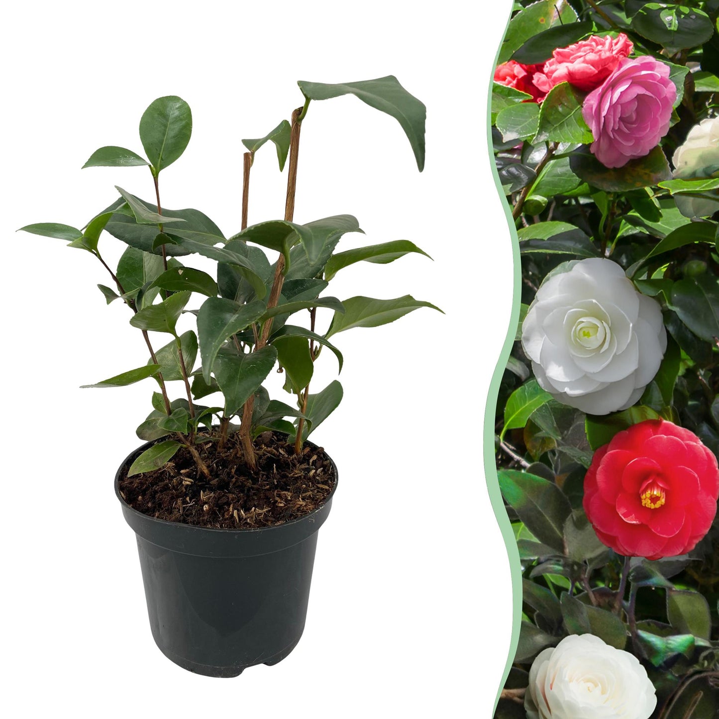 Camelia japonica 'Tricolour' - Camelia - hoogte 30cm