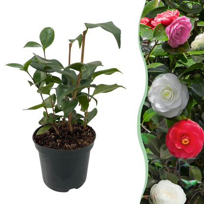 Camelia japonica 'Tricolour' - Camelia - hoogte 30cm