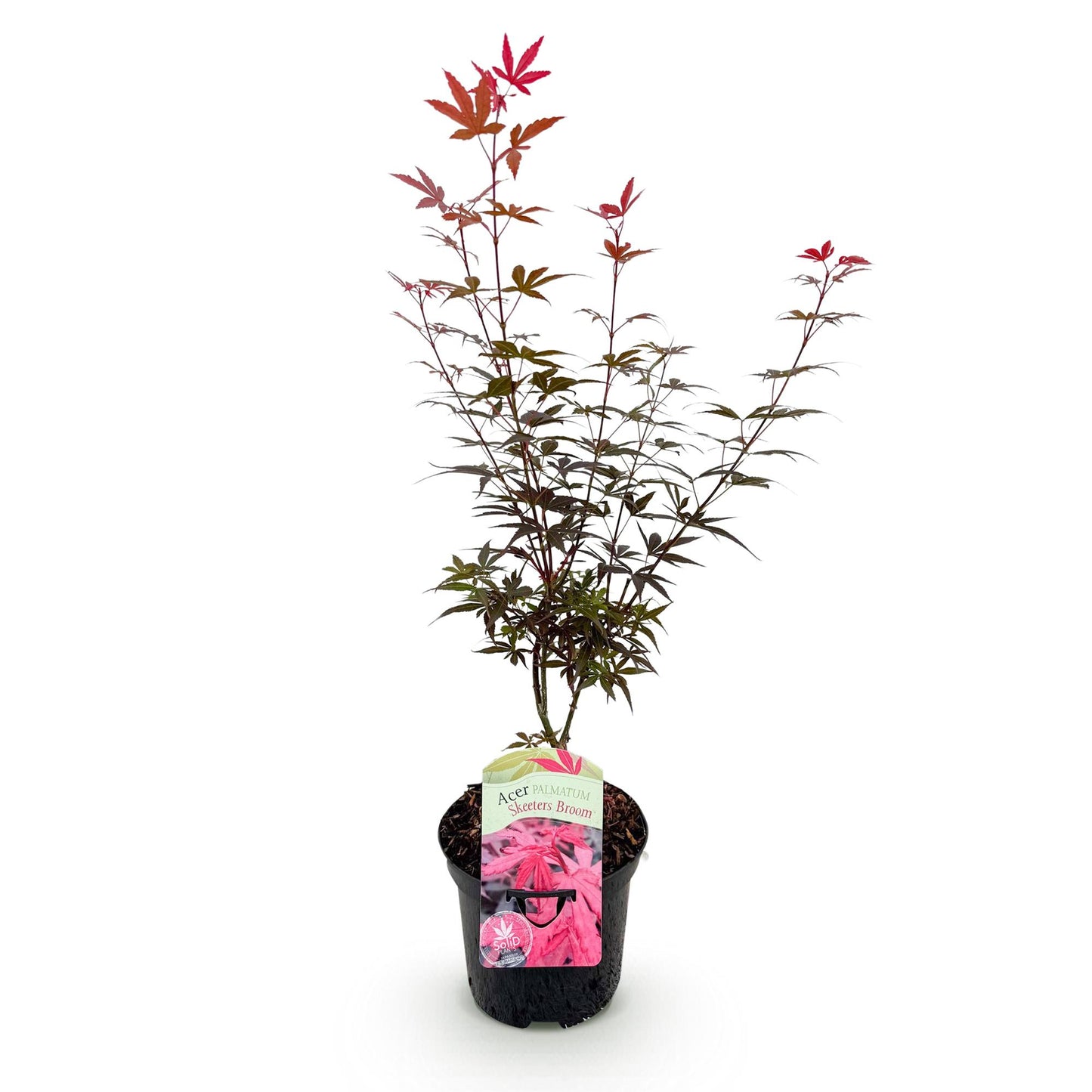 Acer palmatum 'Skeetsers Broom' - Japanse Esdoorn - hoogte 70cm