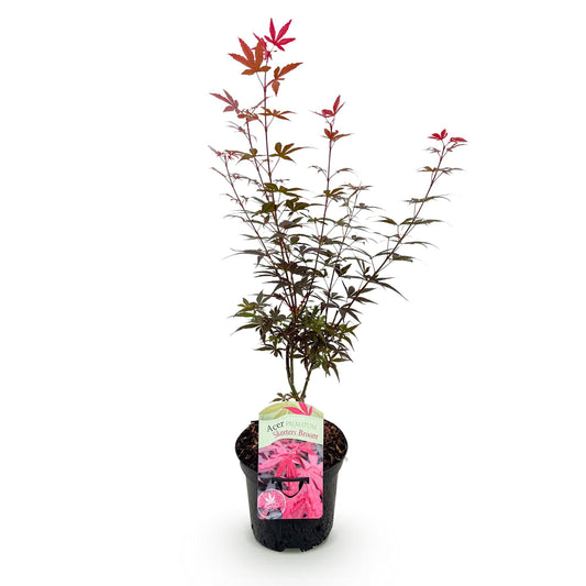 Acer palmatum 'Skeetsers Broom' - Japanse Esdoorn - hoogte 70cm