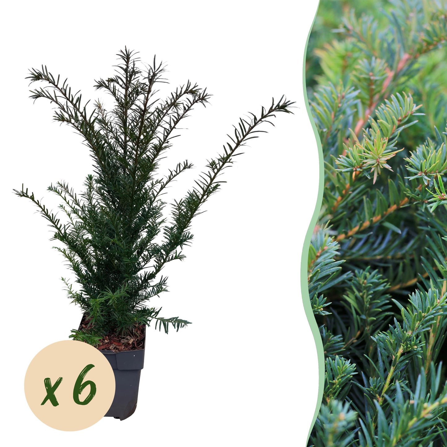 Taxus baccata - Venijnboom - hoogte 60cm