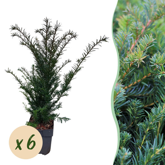 Taxus baccata - Venijnboom - hoogte 60cm