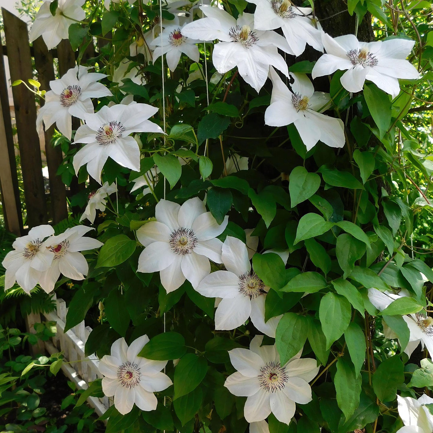 Clematis 'Miss Bateman' - Clematis - 2 planten - Pot 11cm - Hoogte 40cm