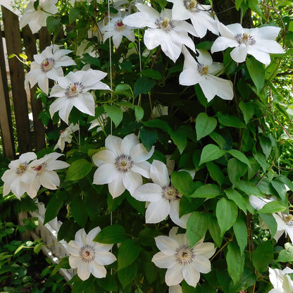 Clematis 'Miss Bateman' - Clematis - 2 planten - Pot 11cm - Hoogte 40cm