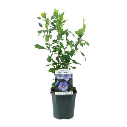 Hibiscus syriacus 'Oiseau Blue' - Altheastruik - hoogte 45cm