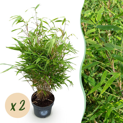Green boutiQ - Grassen - Fargesia Rufa - Niet Woekerende Bamboe - Bladhoudend - Groen - 2 Planten - Pot 23 cm - Hoogte 80 cm