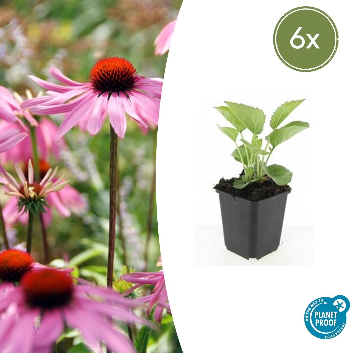 Echinacea purpurea 'Magnus' - Rode Zonnehoed