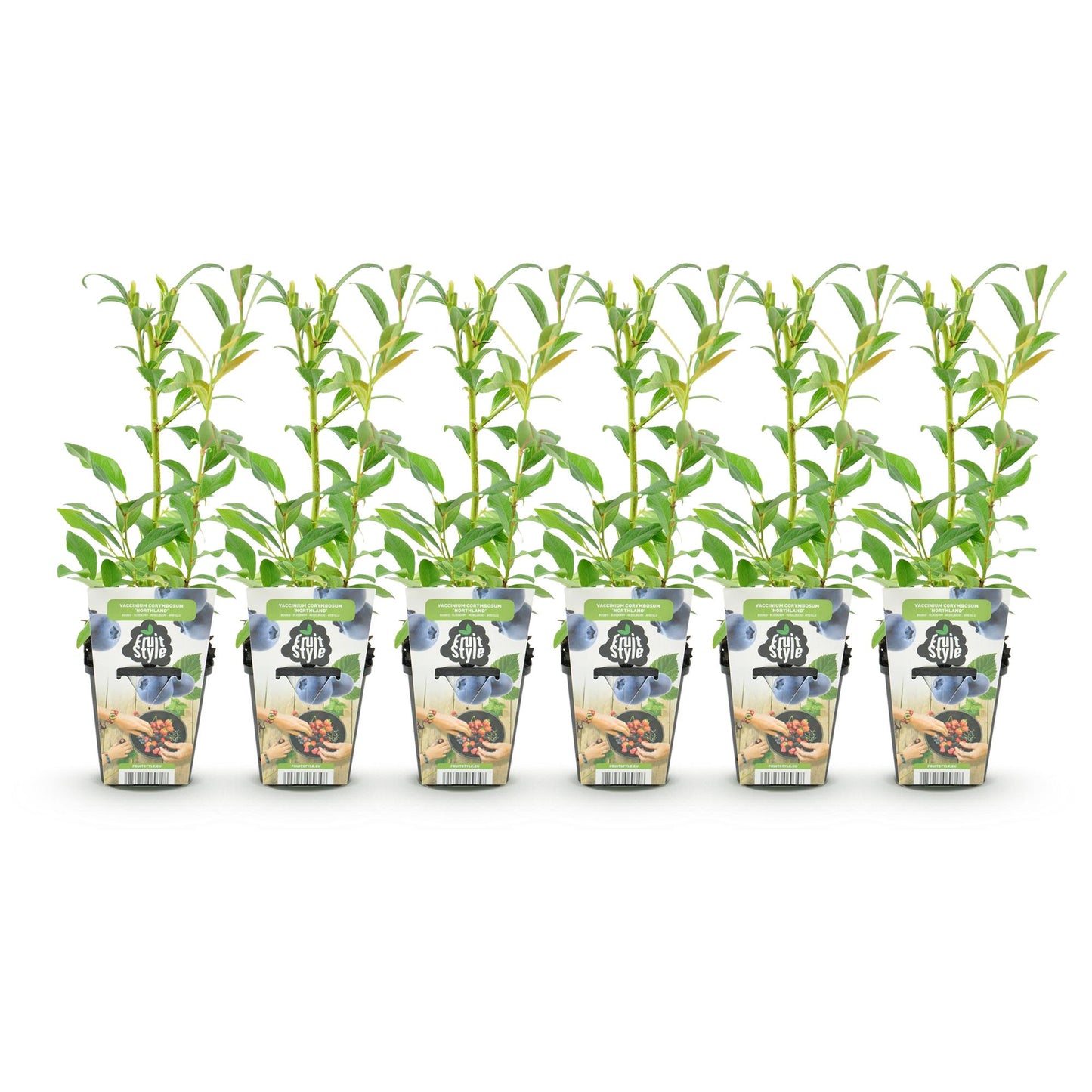 Vaccinium corymbossum 'Northland' - Blauwe bes - 6 planten - Pot 9cm