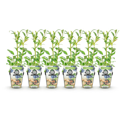 Vaccinium corymbossum 'Northland' - Blauwe bes - 6 planten - Pot 9cm