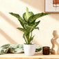 Diefenbachia Tropic Snow - Dieffenbachia - incl. pot wit - pot 21cm - hoogte 90-100cm