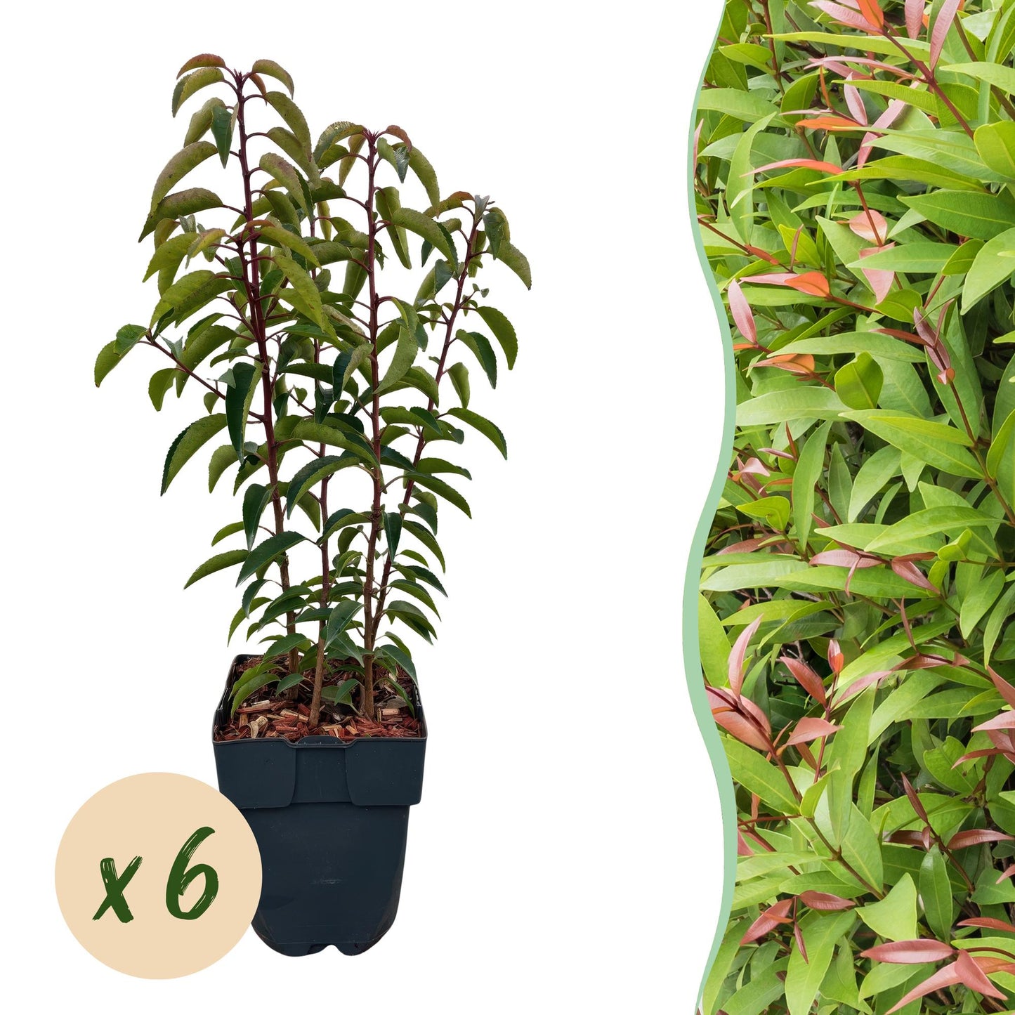 Prunus lusitanica 'Angustifolia' - Laurierkers - hoogte 50cm