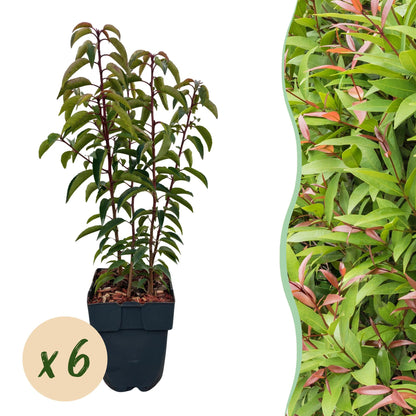 Prunus lusitanica 'Angustifolia' - Laurierkers - hoogte 50cm
