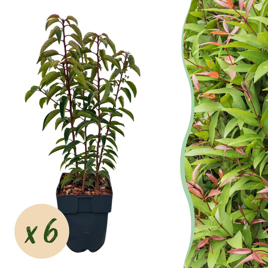 Prunus lusitanica 'Angustifolia' - Laurierkers - hoogte 50cm