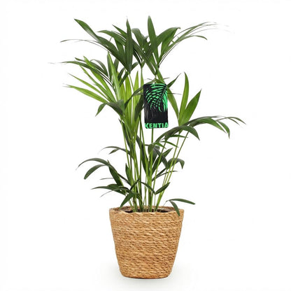 Howea Forsteriana - Kentia Palm - incl. mand - pot 19cm - hoogte 80-85cm