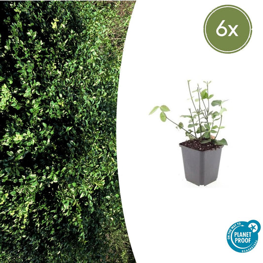 Euonymus fort. 'Coloratus' - Kardinaalshoed