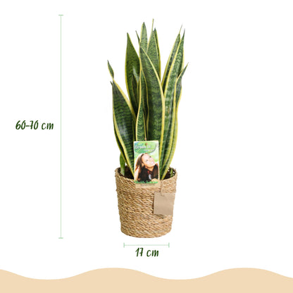 Sansevieria Laurentii - Vrouwentong - incl. mand - pot 17cm - hoogte 60-70cm