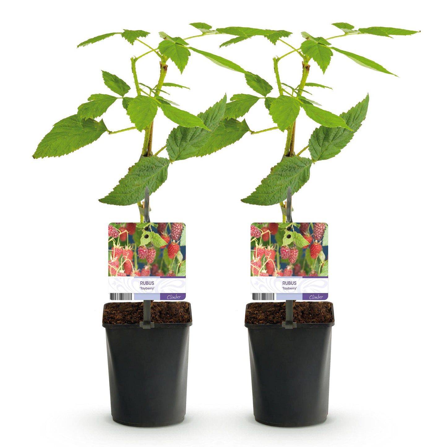 Rubus 'Tayberry' - Taybes - 2 planten -  Pot 11cm - Hoogte 40cm
