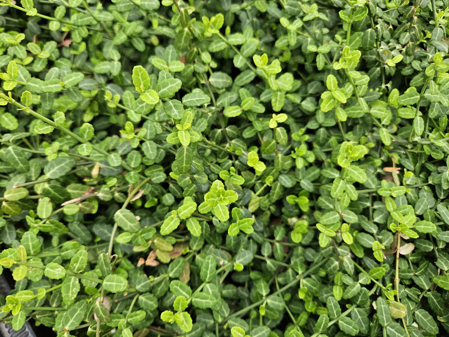 Euonymus fort. 'Minimus' - Japanse Kardinaalshoed