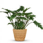 Green boutiQ - Kamerplant - Philodendron - Philodendron Xanadu - Groen - Weinig onderhoud - 1 Plant - met Mand - Pot 19cm - Hoogte 60cm