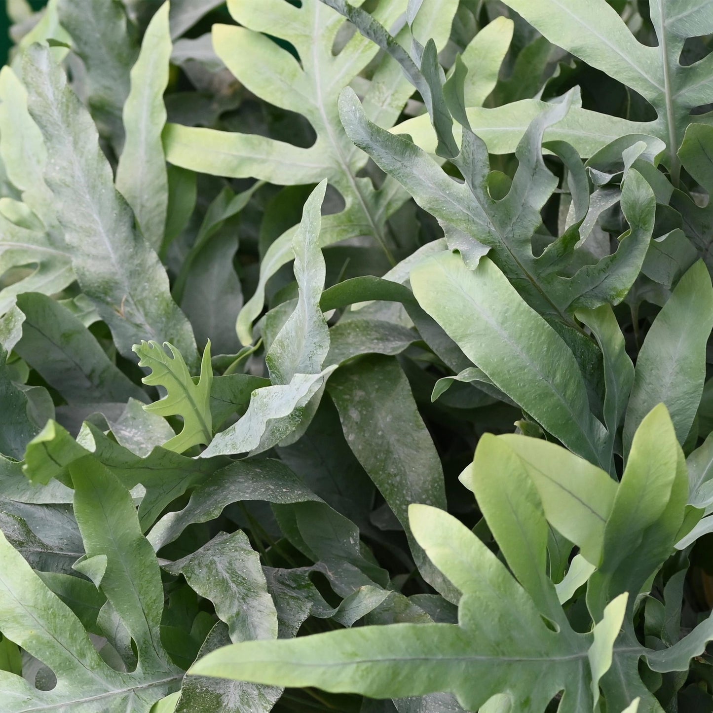 Green boutiQ - Kamerplant - Phlebodium aureum Blue Star - Blauwe Varen - Huisdiervriendelijke Plant - Blauw - 1 Plant - Pot 12cm - Hoogte 25cm