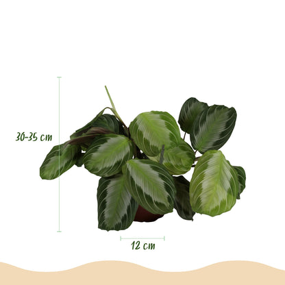 Green boutiQ - Kamerplant - Maranta Fascinator Silverband - Gebedsplant - Huisdiervriendelijke Plant - Groen - 4 Planten - met Potter Wit - Pot 12cm - Hoogte 25cm