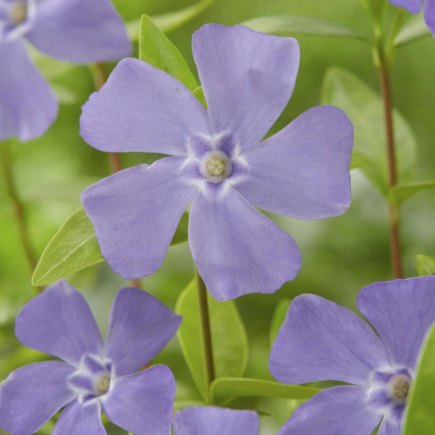 Vinca minor - kleinbladige Maagdenpalm