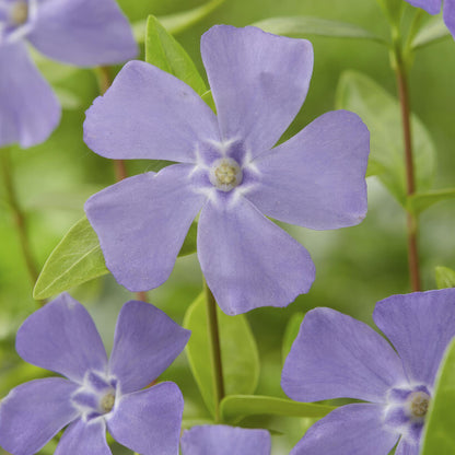 Vinca minor - kleinbladige Maagdenpalm