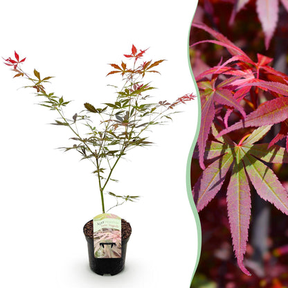 Acer palmatum 'Sumi-Nagashi' - Japanse Esdoorn - hoogte 70cm