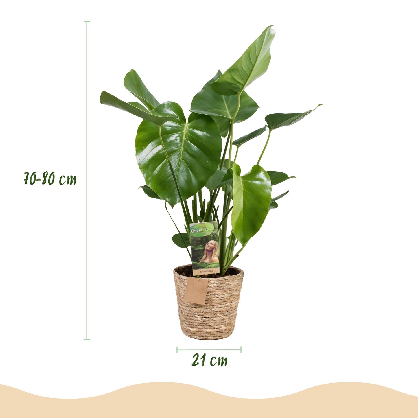 Monstera Deliciosa - Gatenplant - incl. mand - pot 21cm - hoogte 70-80cm