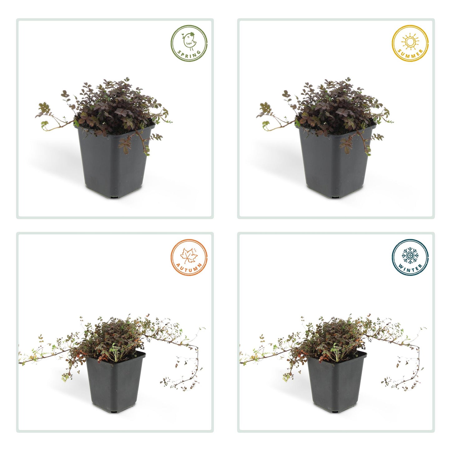 Acaena microphylla 'Kupferteppich' - Stekelnootje