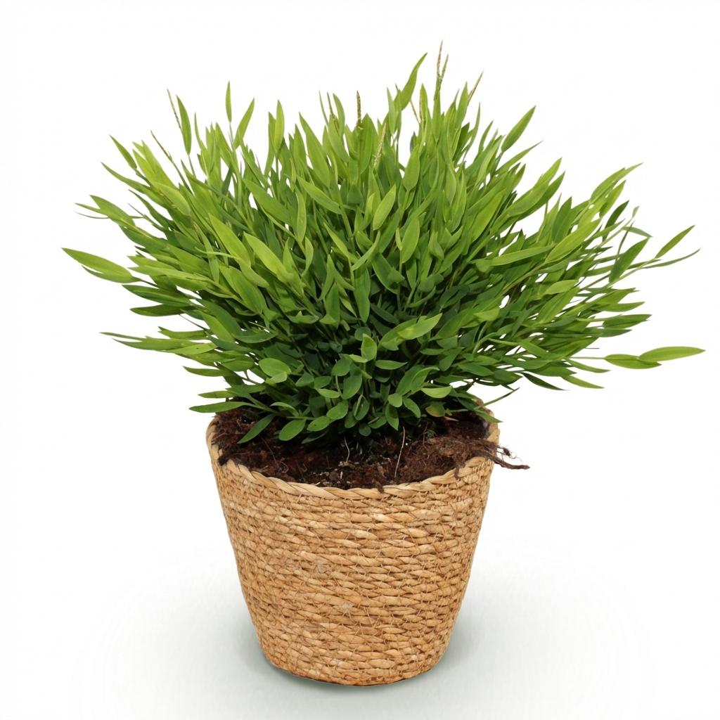 Green boutiQ - Kamerplant - Bamusa Pogonatherum Monica - Bamboegras - Huisdiervriendelijke Plant - Groen - 1 Plant - met Mand - Pot 12cm - Hoogte 20cm