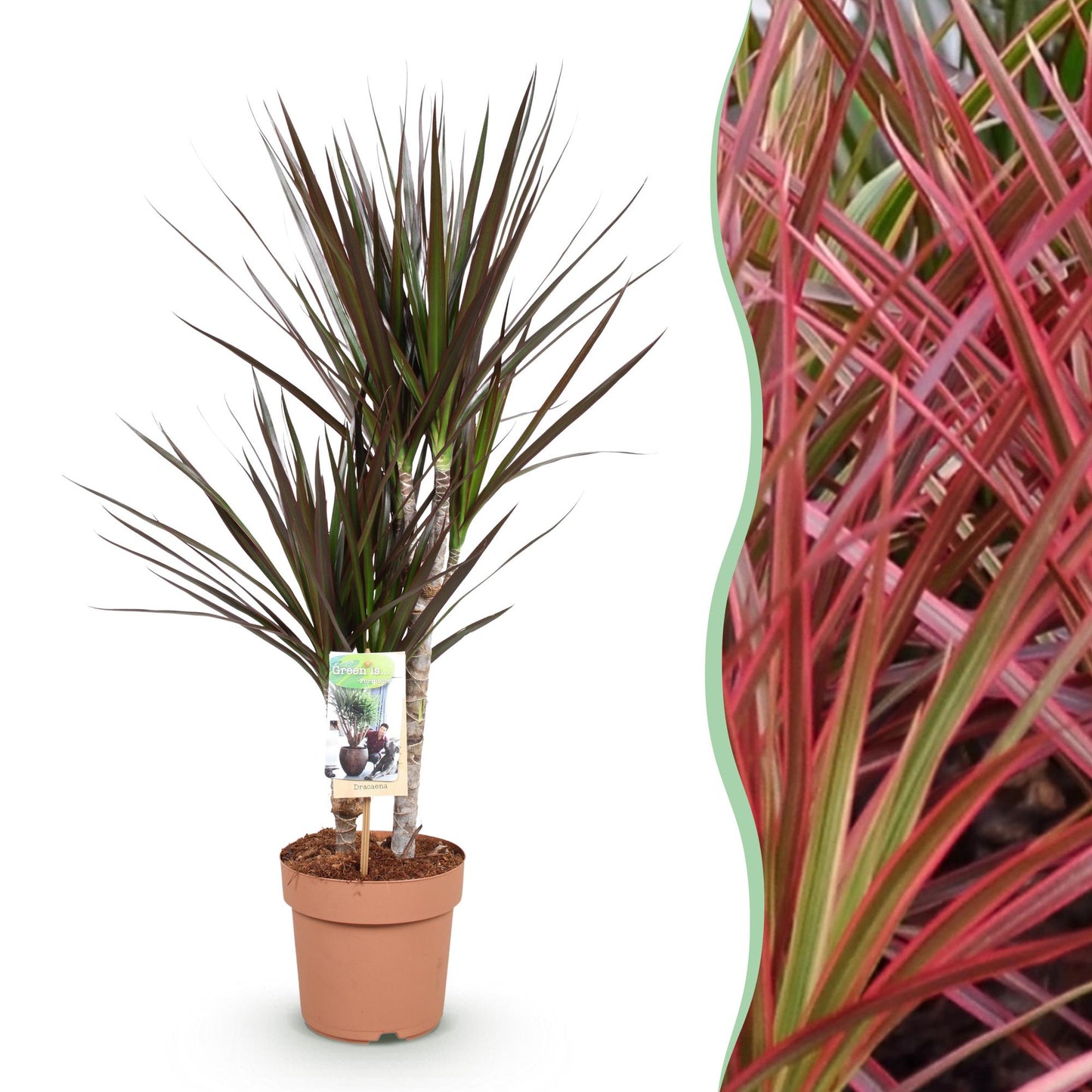 Dracaena Magenta - Drakenbloedboom - 1 plant - pot 17cm - hoogte 70-80cm