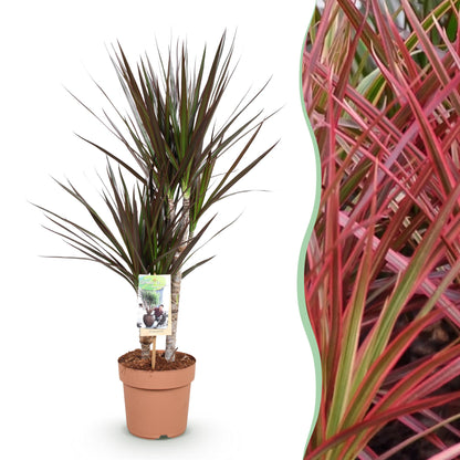 Dracaena Magenta - Drakenbloedboom - 1 plant - pot 17cm - hoogte 70-80cm